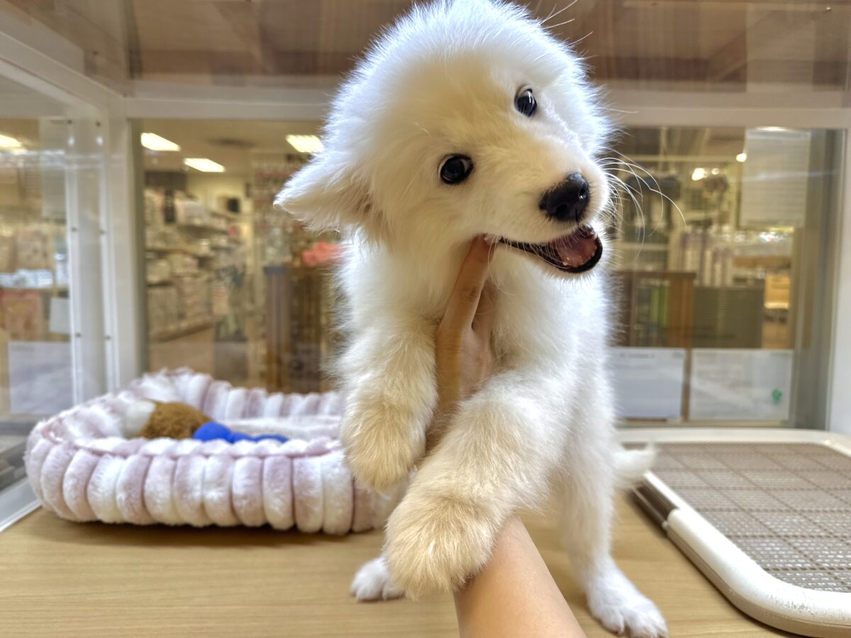 サモエド