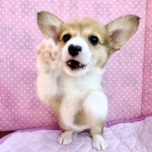 お鼻がハート型のハッピーGirl💕コーギーの女の子登場〜🐶🐾