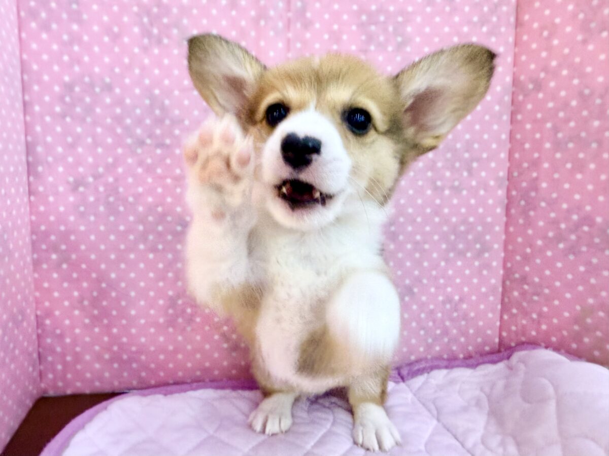 お鼻がハート型のハッピーGirl💕コーギーの女の子登場〜🐶🐾