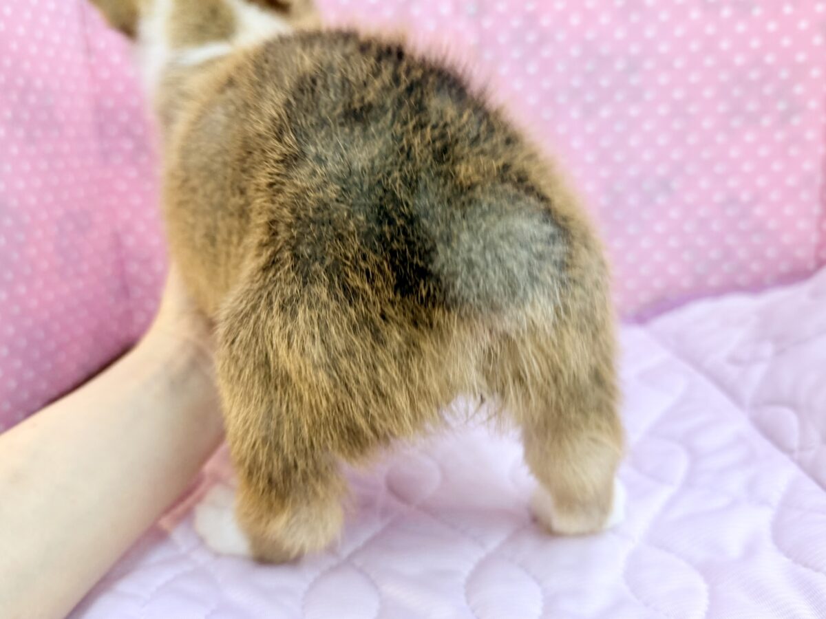 ウェルシュコーギー・ペンブローグ