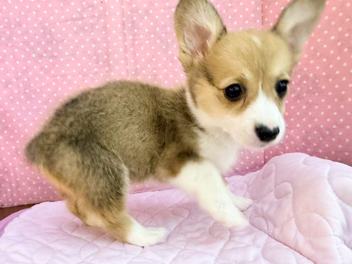 ウェルシュコーギー・ペンブローグ