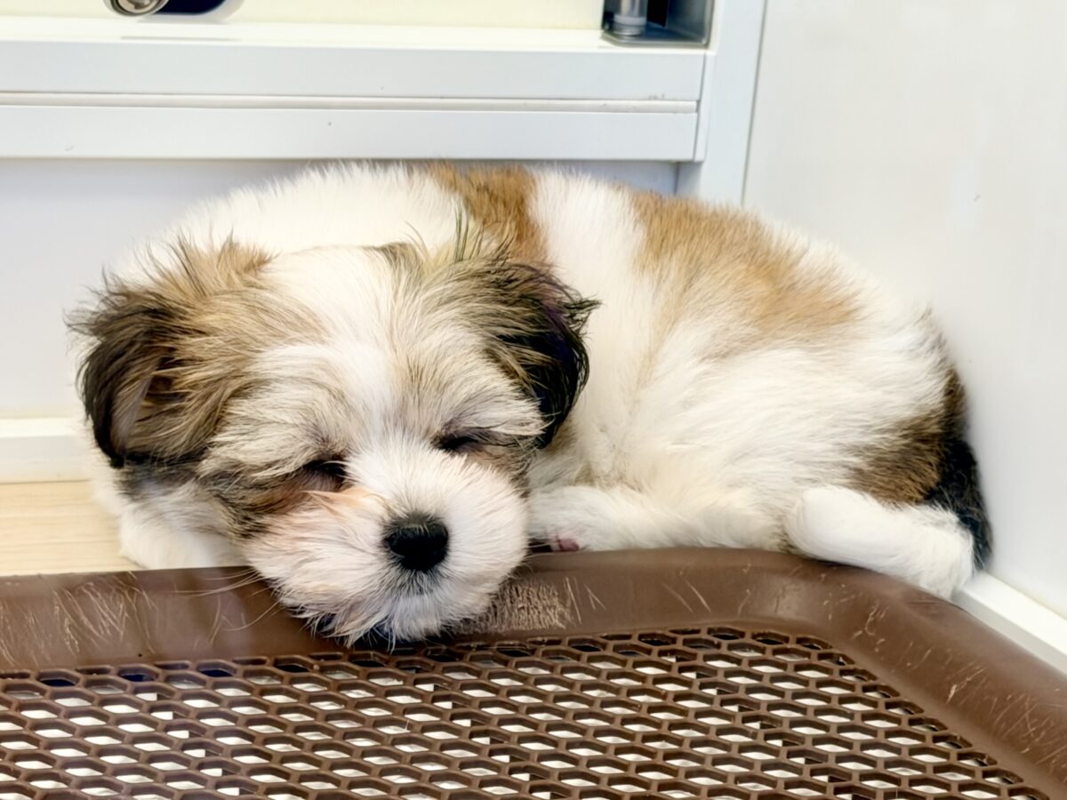 困り顔で母性本能くすぐられる〜🫠💗ハーフ犬(チワワ×マルチーズ)の男の子入荷しました❤️ チワマル(マルチワ)