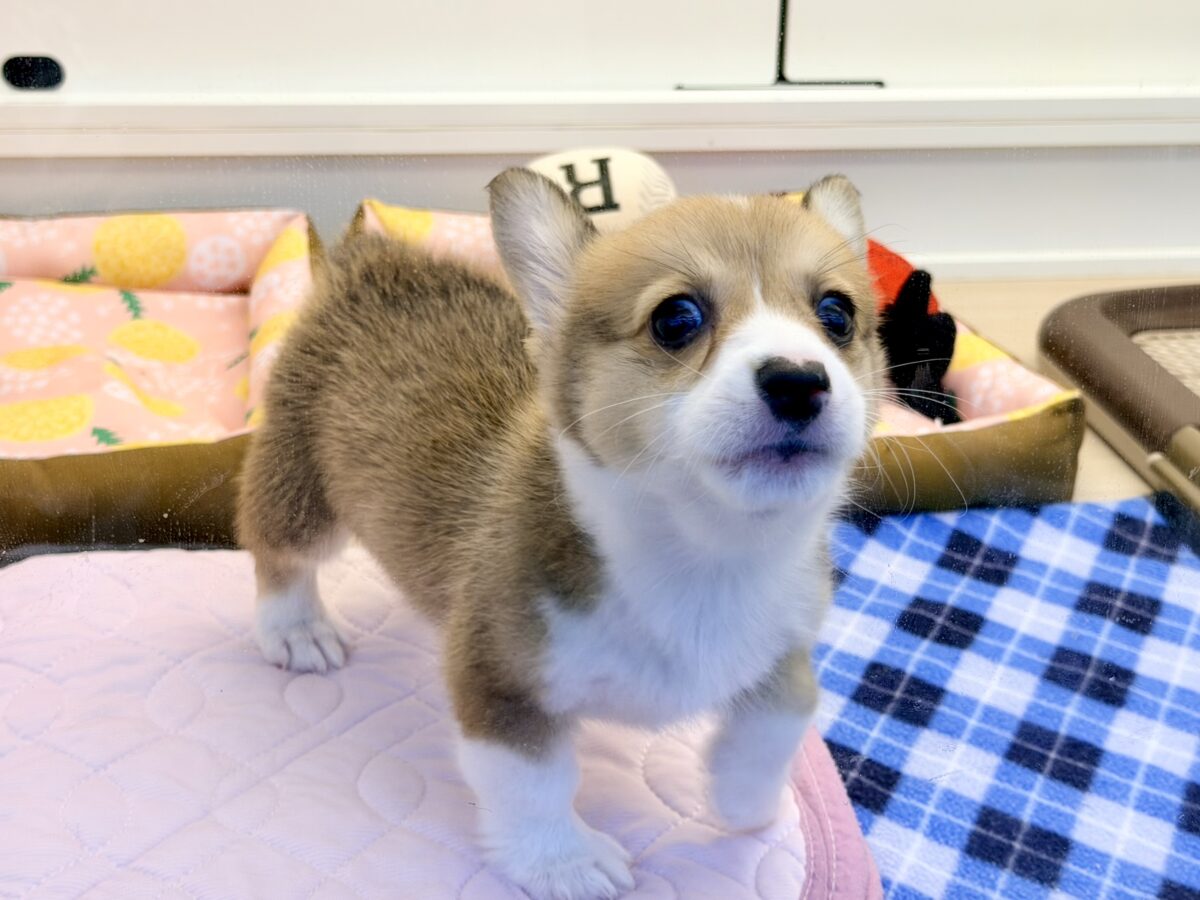 ウェルシュコーギー・ペンブローグ