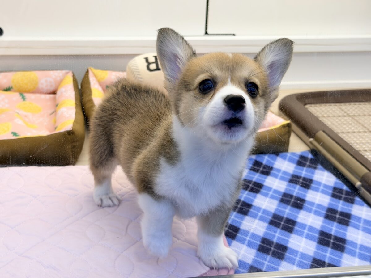 ウェルシュコーギー・ペンブローグ