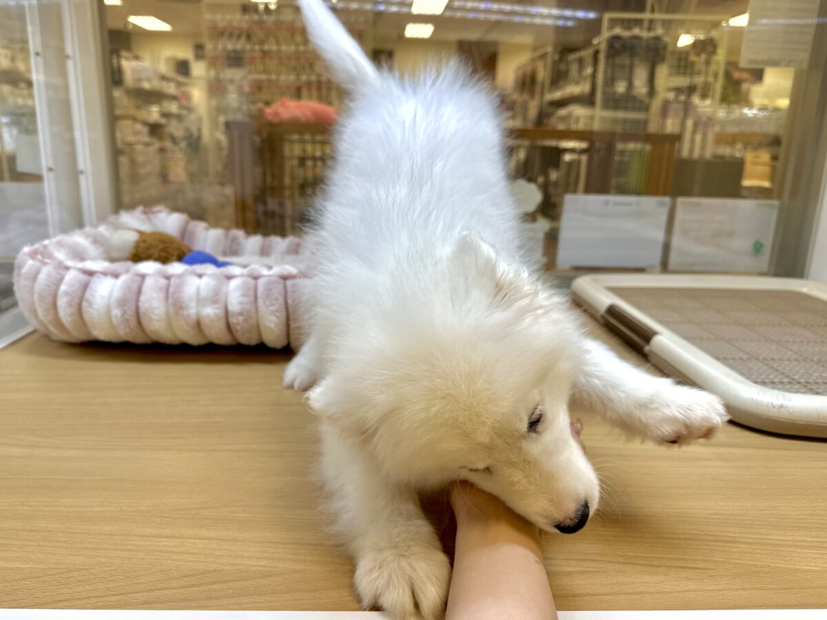 サモエド