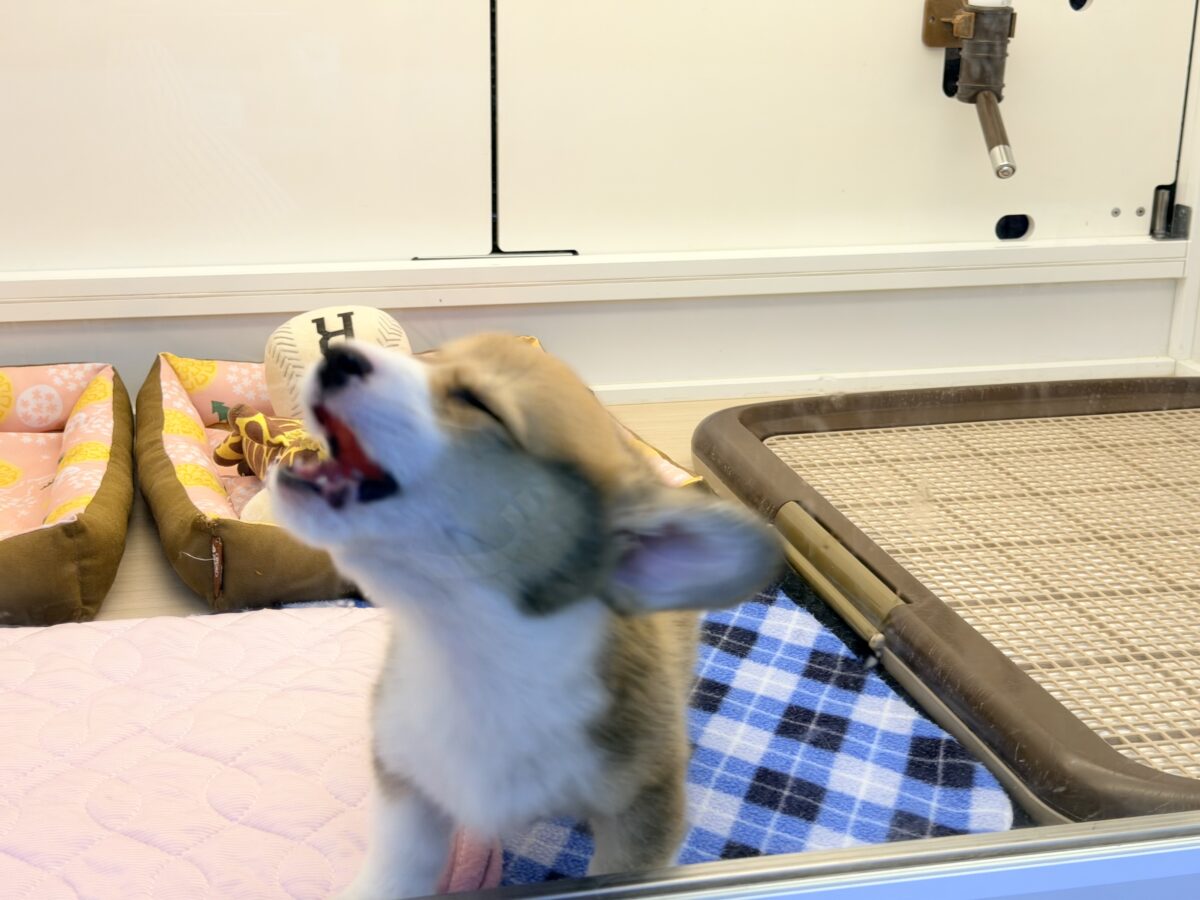 ウェルシュコーギー・ペンブローグ