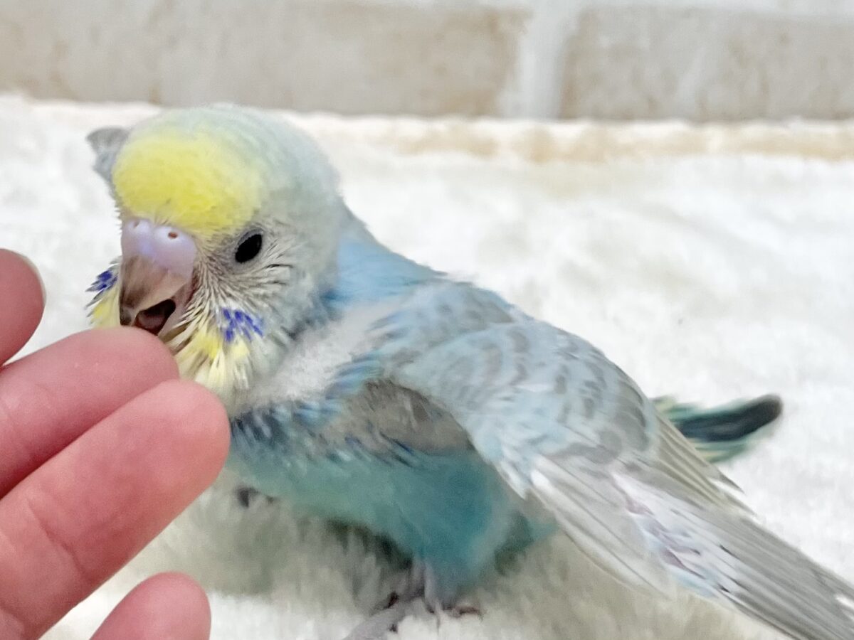 セキセイインコ