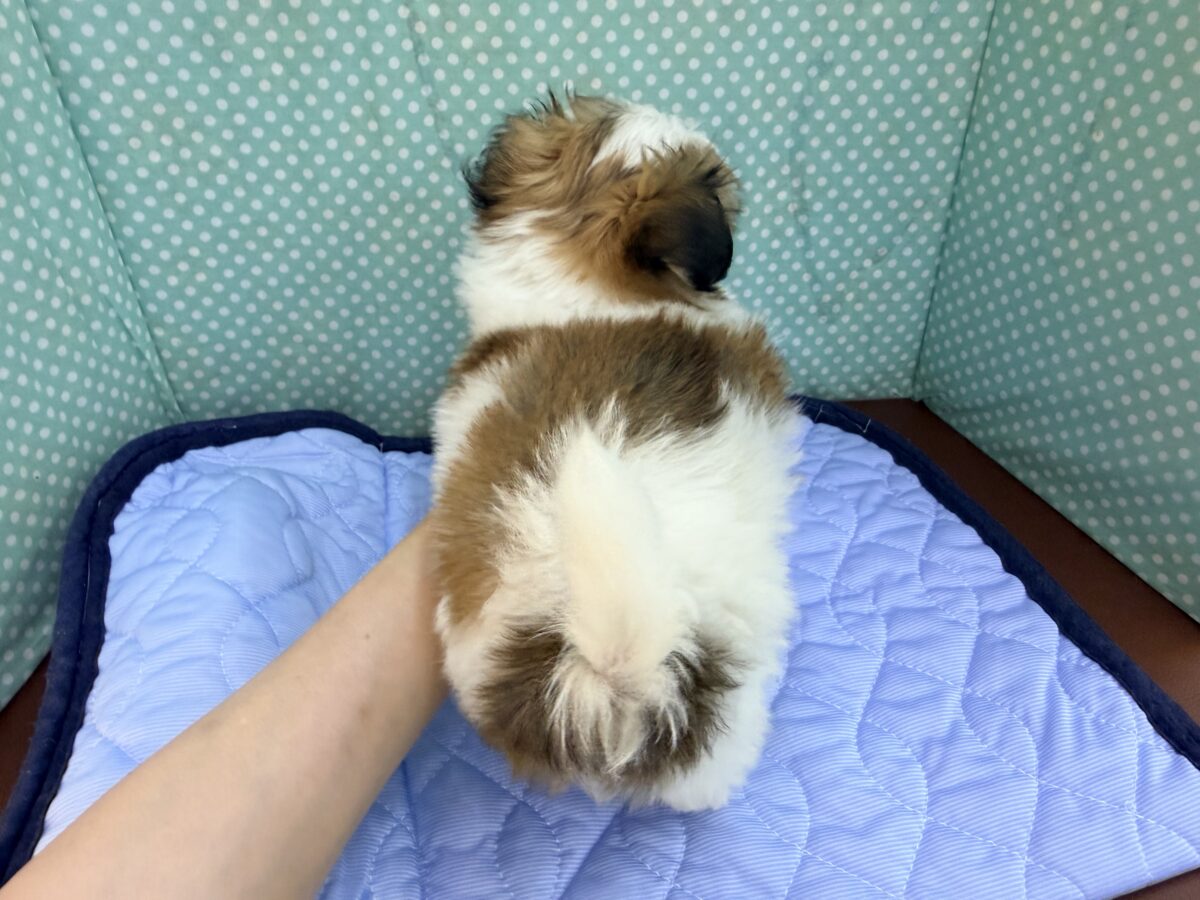 チワマル（マルチワ）