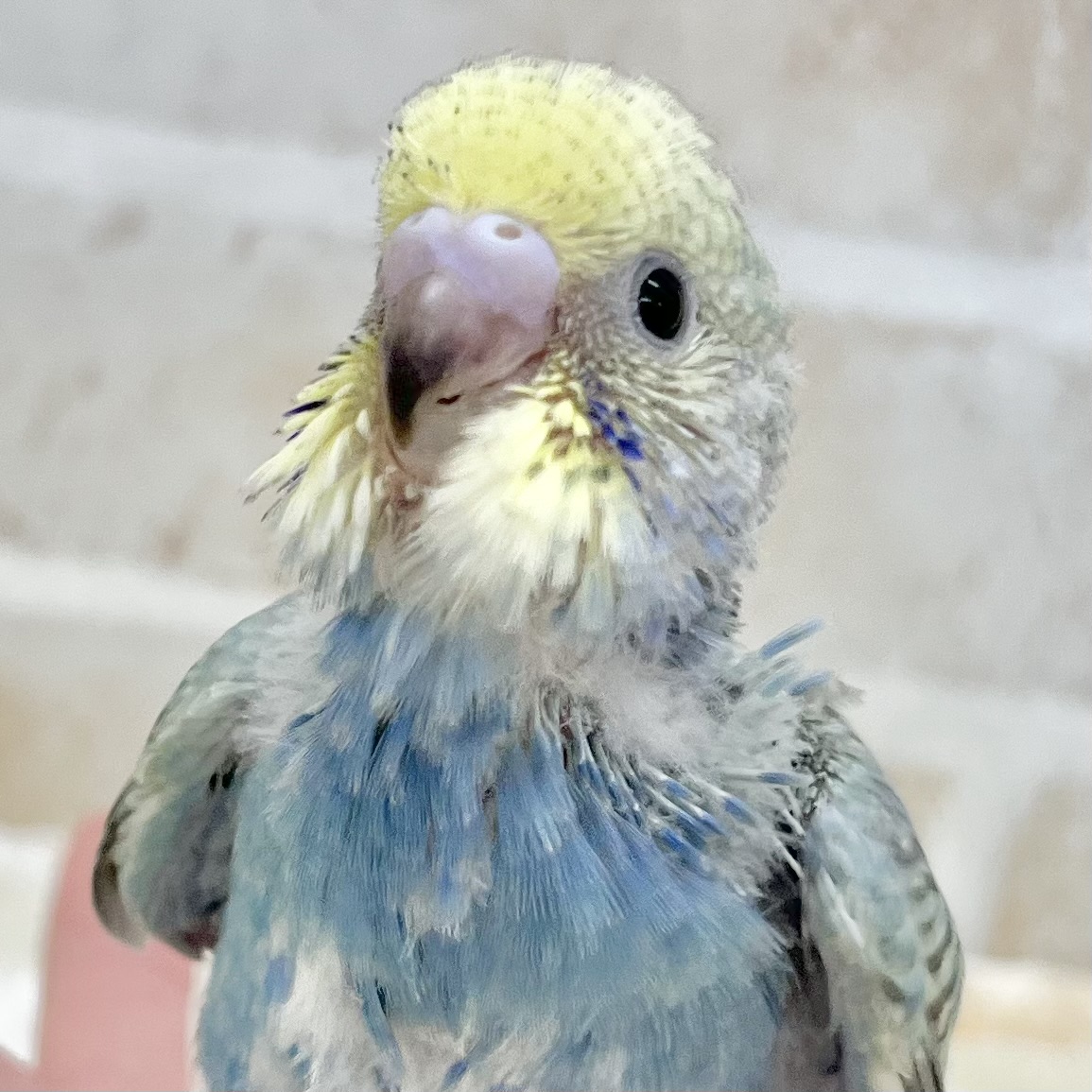濃いめレインボー🌈✨　セキセイインコ（パステルレインボー）