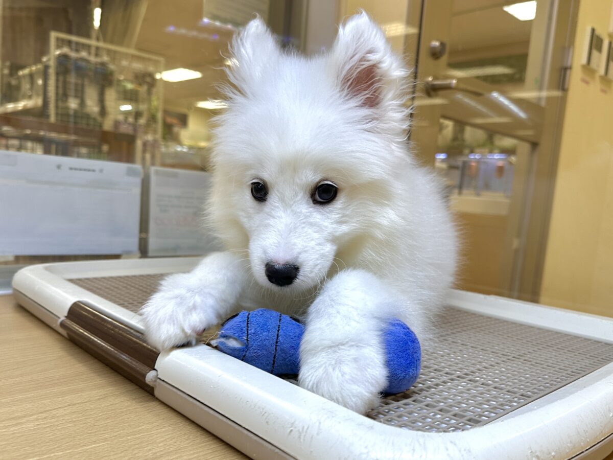 サモエド