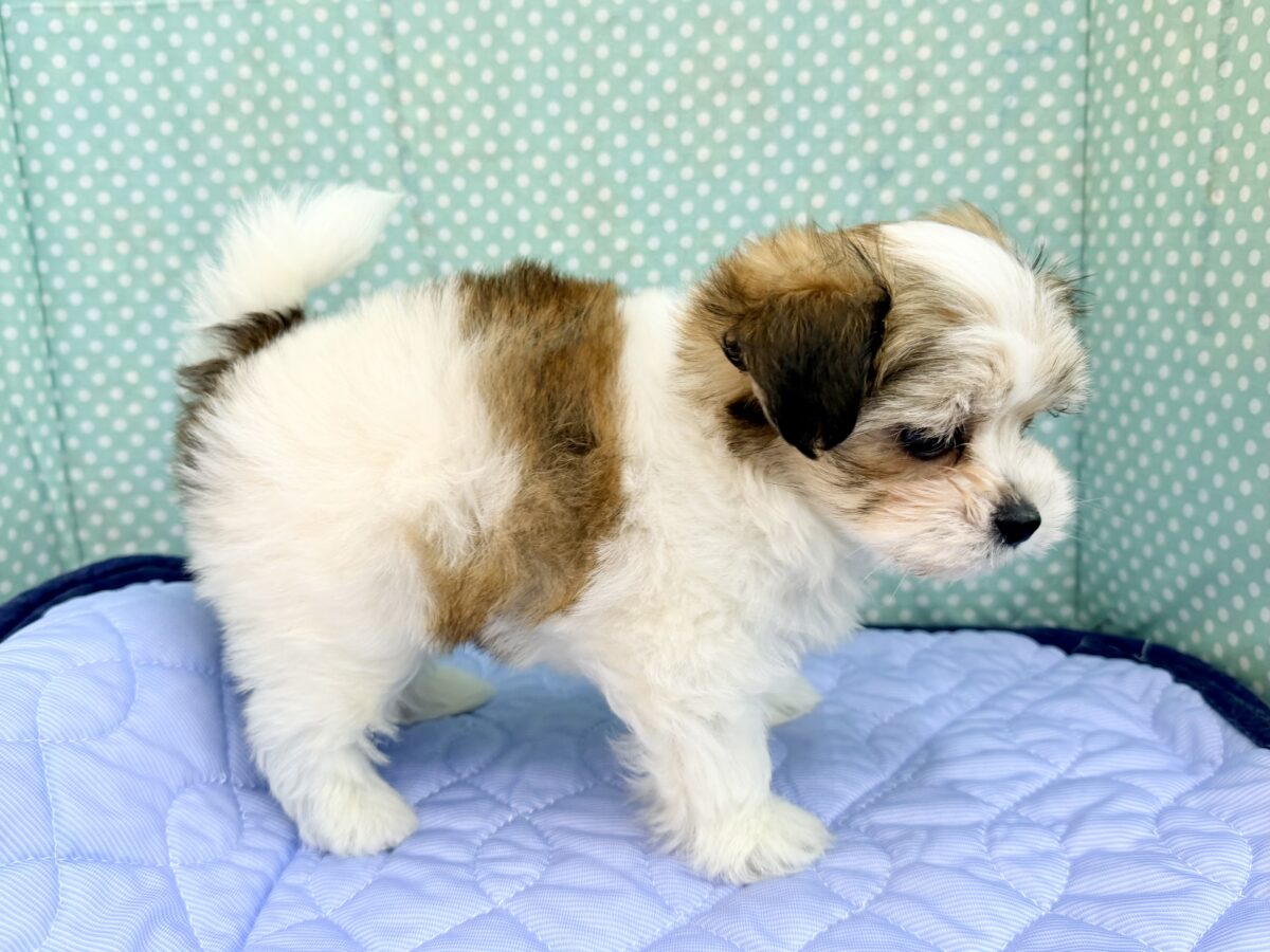 困り顔で母性本能くすぐられる〜🫠💗ハーフ犬(チワワ×マルチーズ)の男の子入荷しました❤️ チワマル(マルチワ)