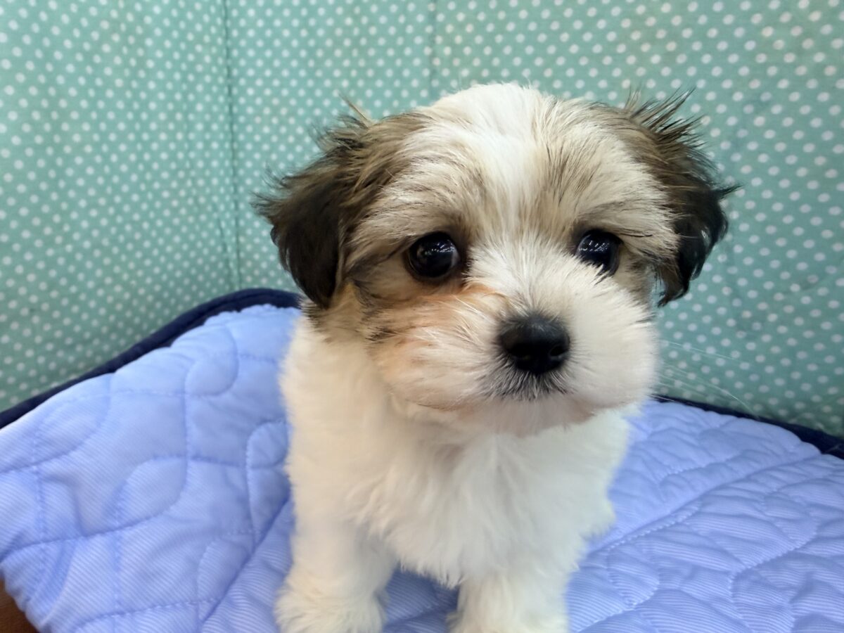 困り顔で母性本能くすぐられる〜🫠💗ハーフ犬(チワワ×マルチーズ)の男の子入荷しました❤️ チワマル(マルチワ)
