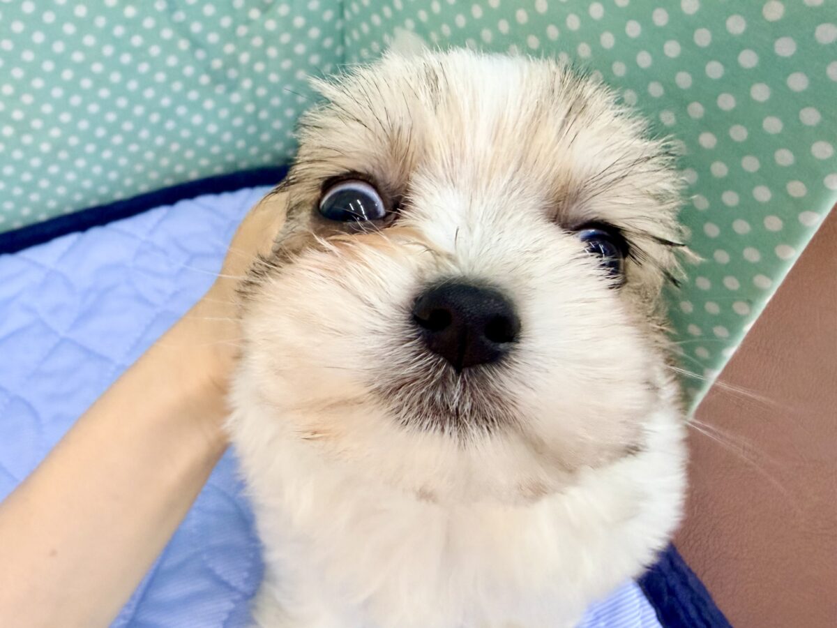困り顔で母性本能くすぐられる〜🫠💗ハーフ犬(チワワ×マルチーズ)の男の子入荷しました❤️ チワマル(マルチワ)