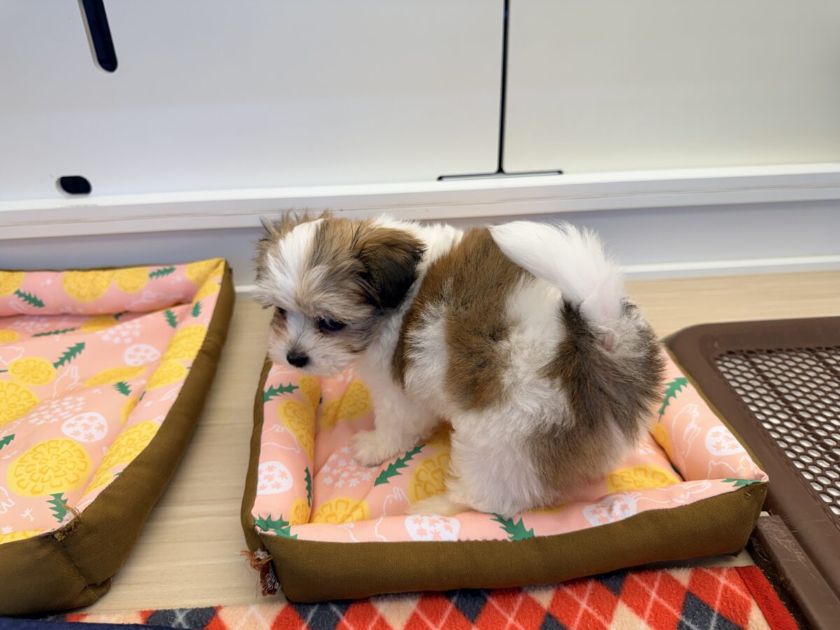 困り顔で母性本能くすぐられる〜🫠💗ハーフ犬(チワワ×マルチーズ)の男の子入荷しました❤️ チワマル(マルチワ)