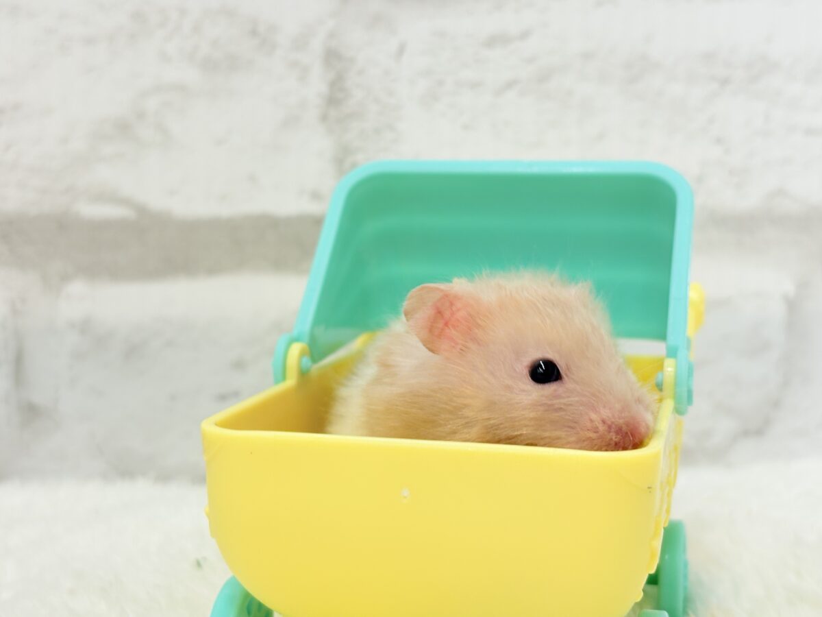 ゴールデンハムスター