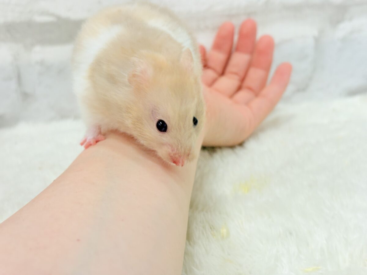 ゴールデンハムスター