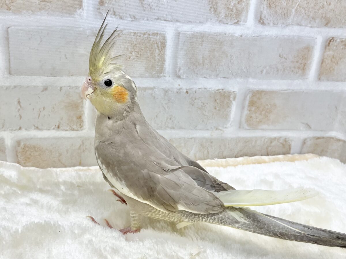 オカメインコ