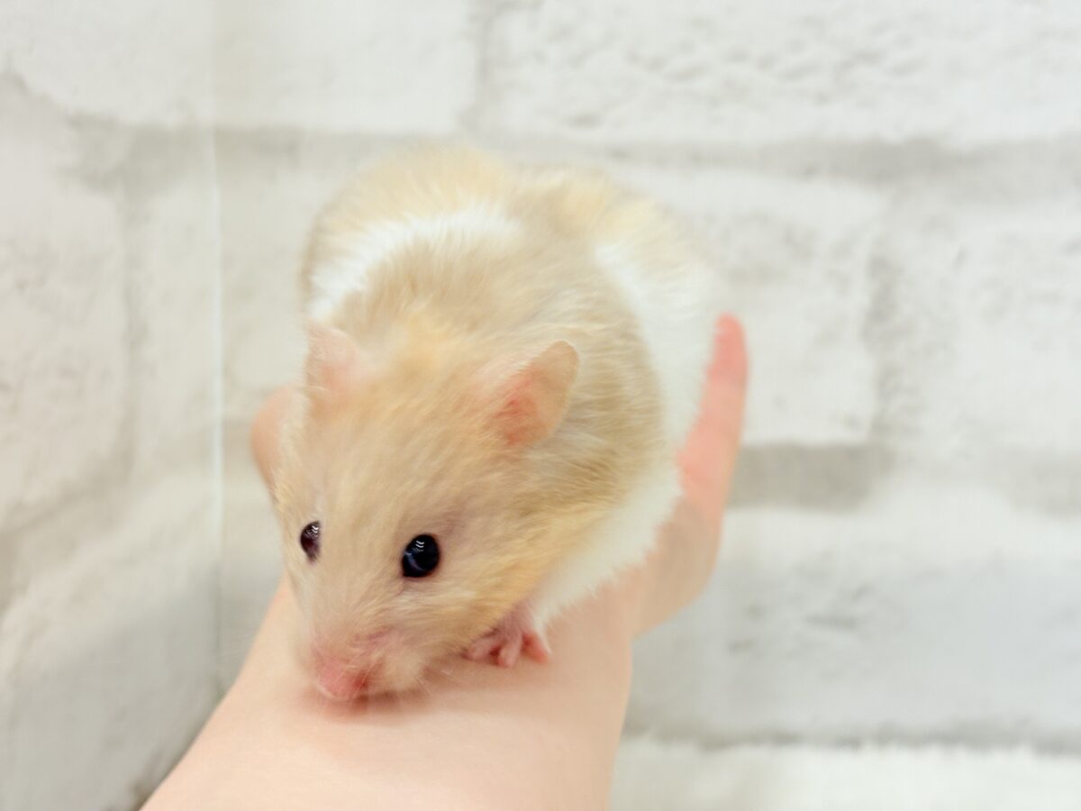 ゴールデンハムスター