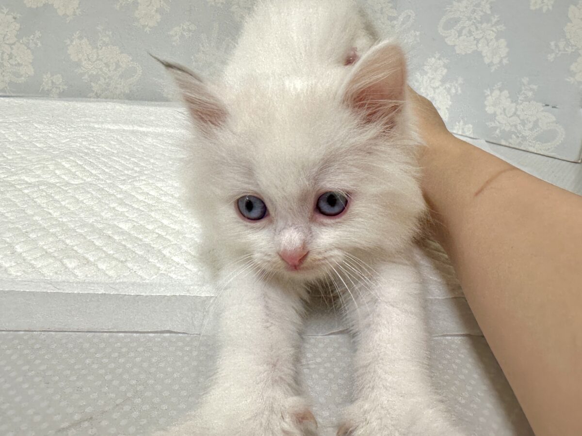 ネヴァマスカレード