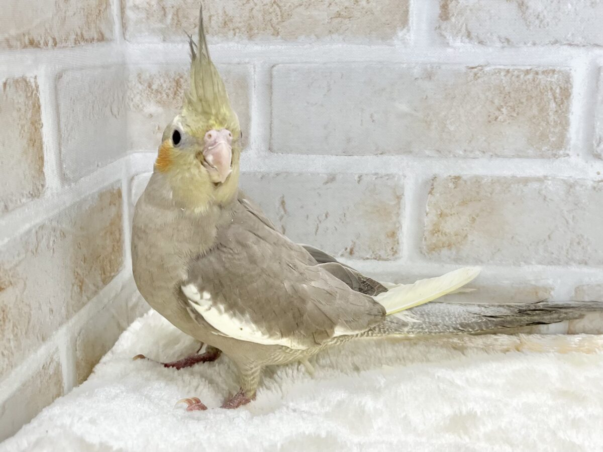 オカメインコ