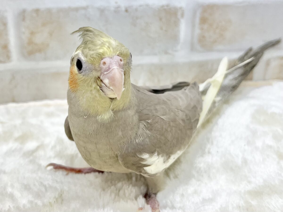 オカメインコ