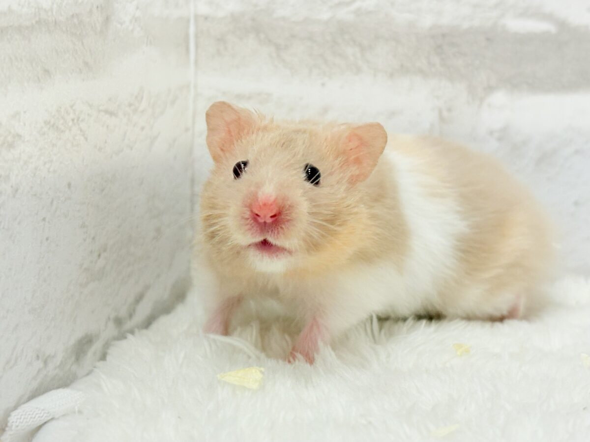 ふわふわ淡カラー🐹🫧トリコロールハムスター(女の子)