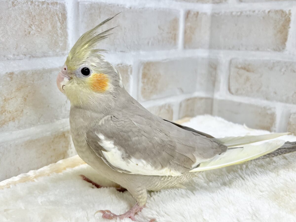 オカメインコ