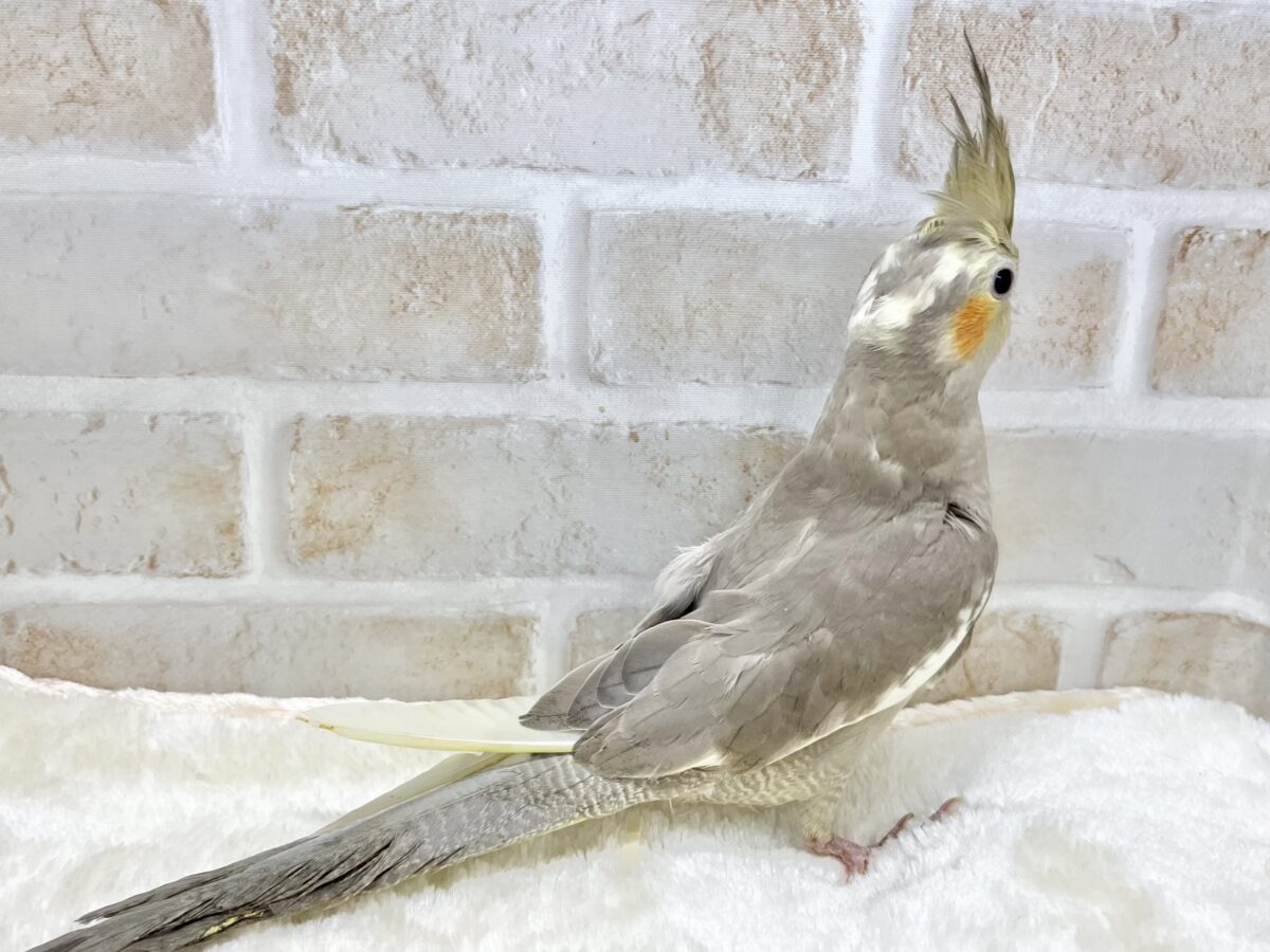 オカメインコ