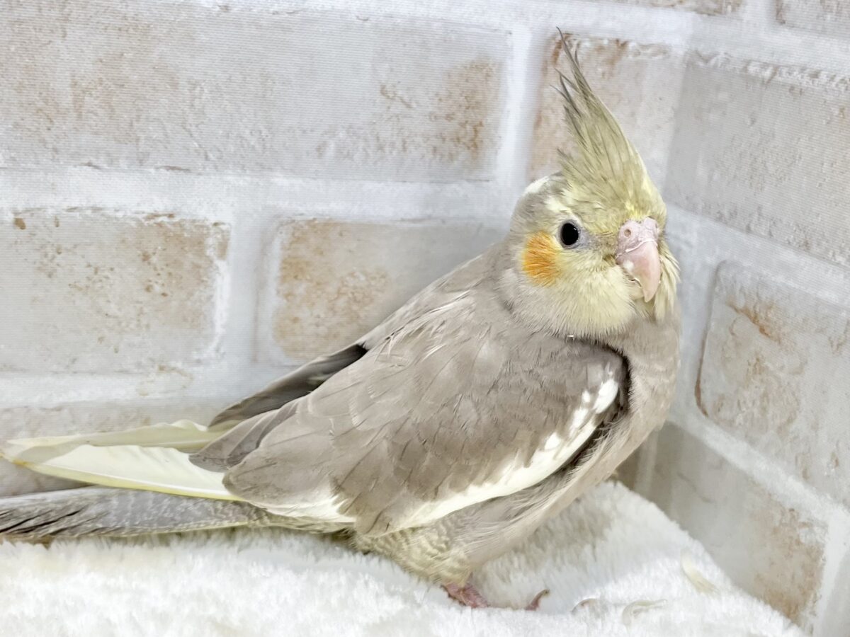 オカメインコ