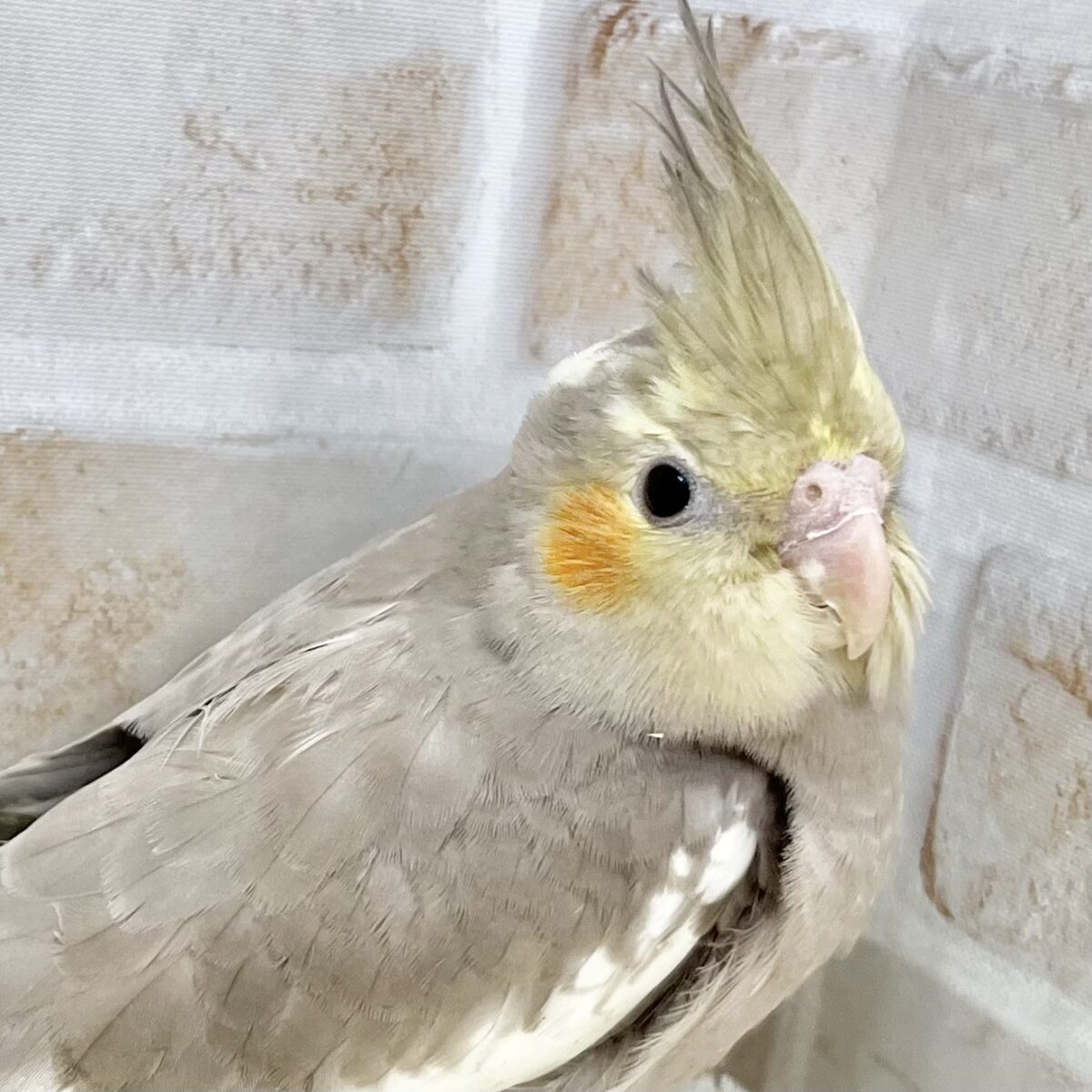 頭にポチポチパイドの模様〜💖　オカメインコ（シナモンパイド）
