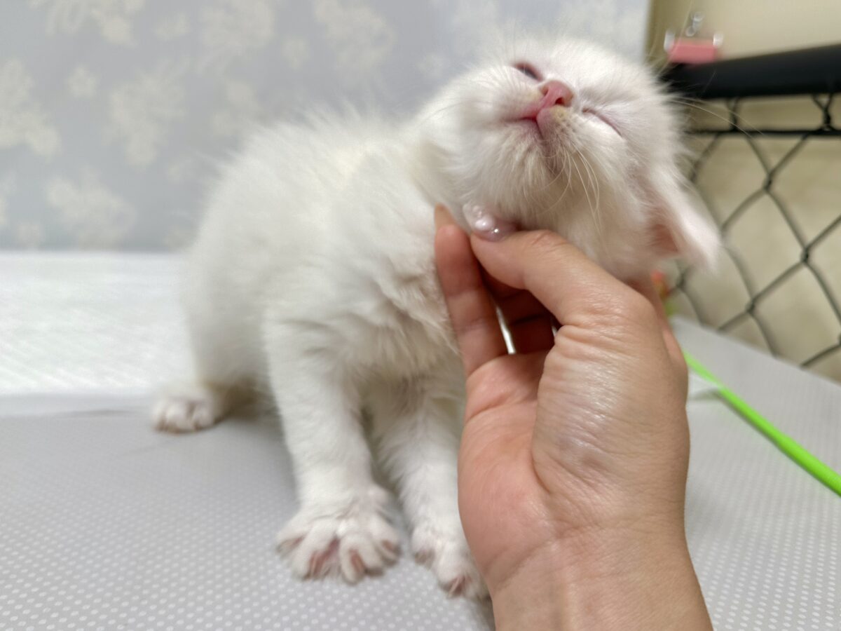 ネヴァマスカレード