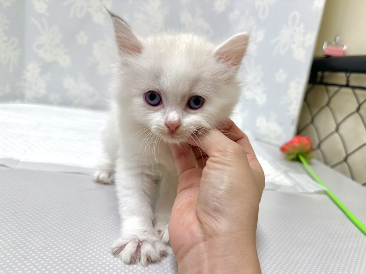ネヴァマスカレード
