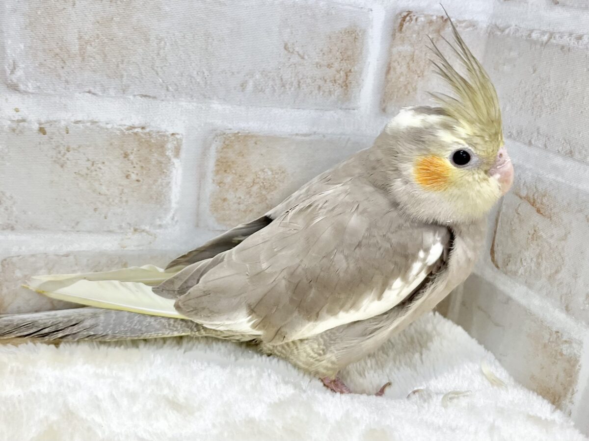 オカメインコ