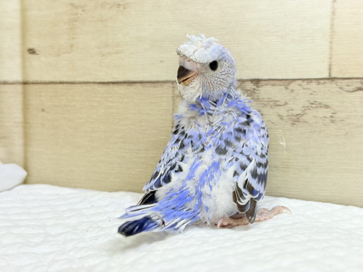 梵天セキセイインコ