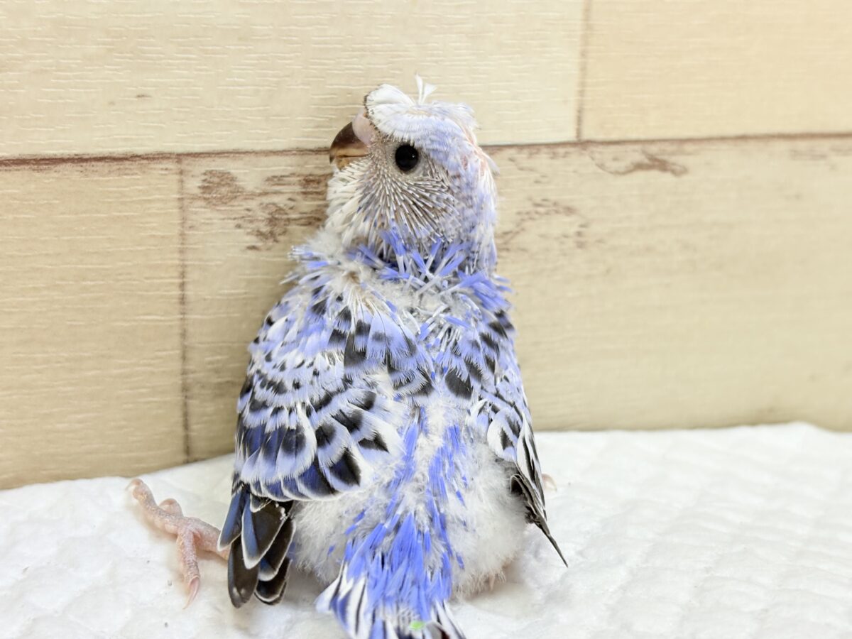 梵天セキセイインコ