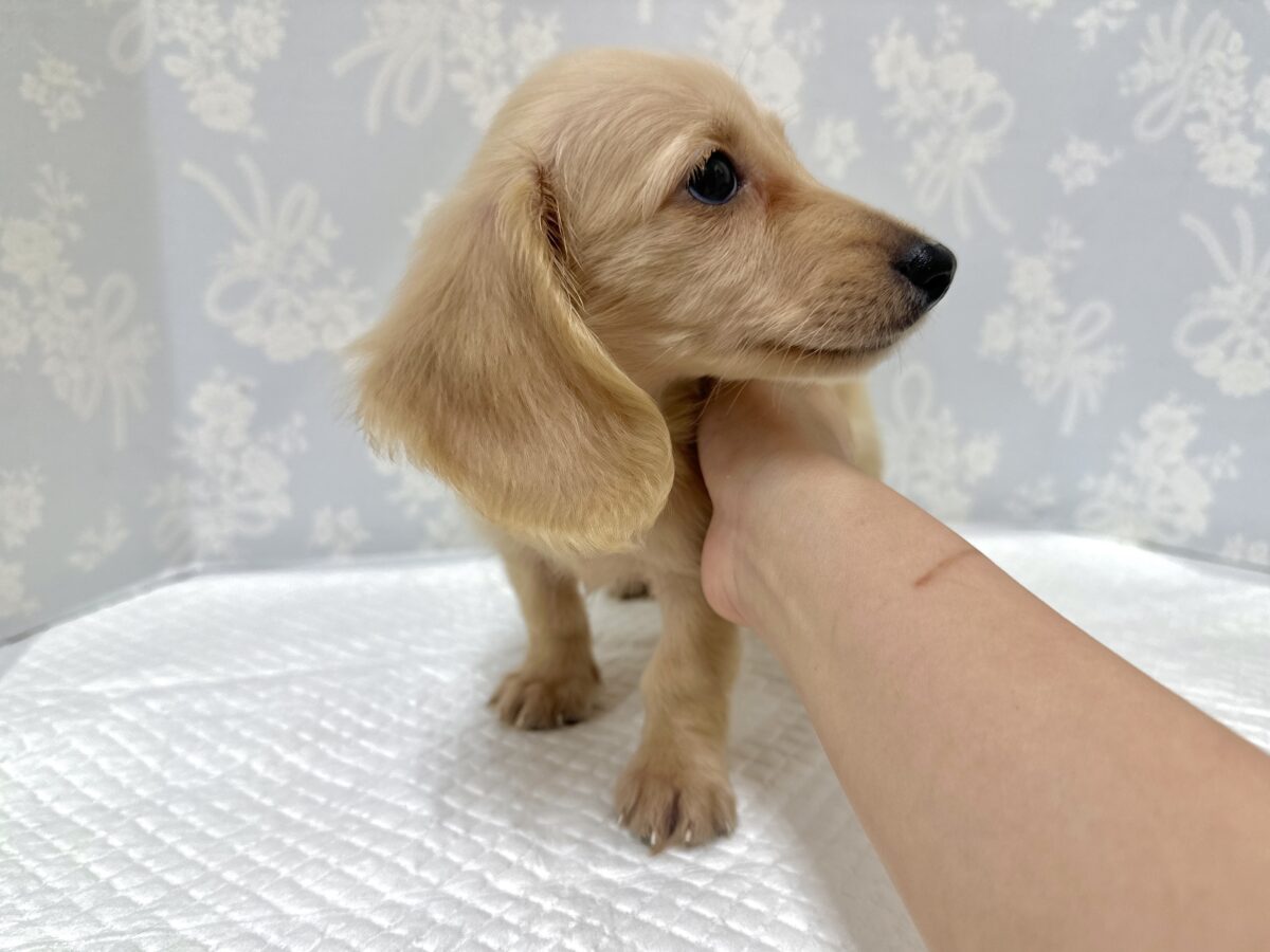 ミニチュアダックス