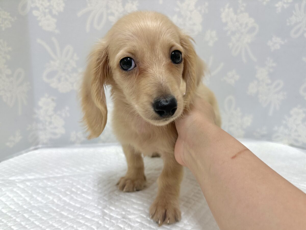ミニチュアダックス