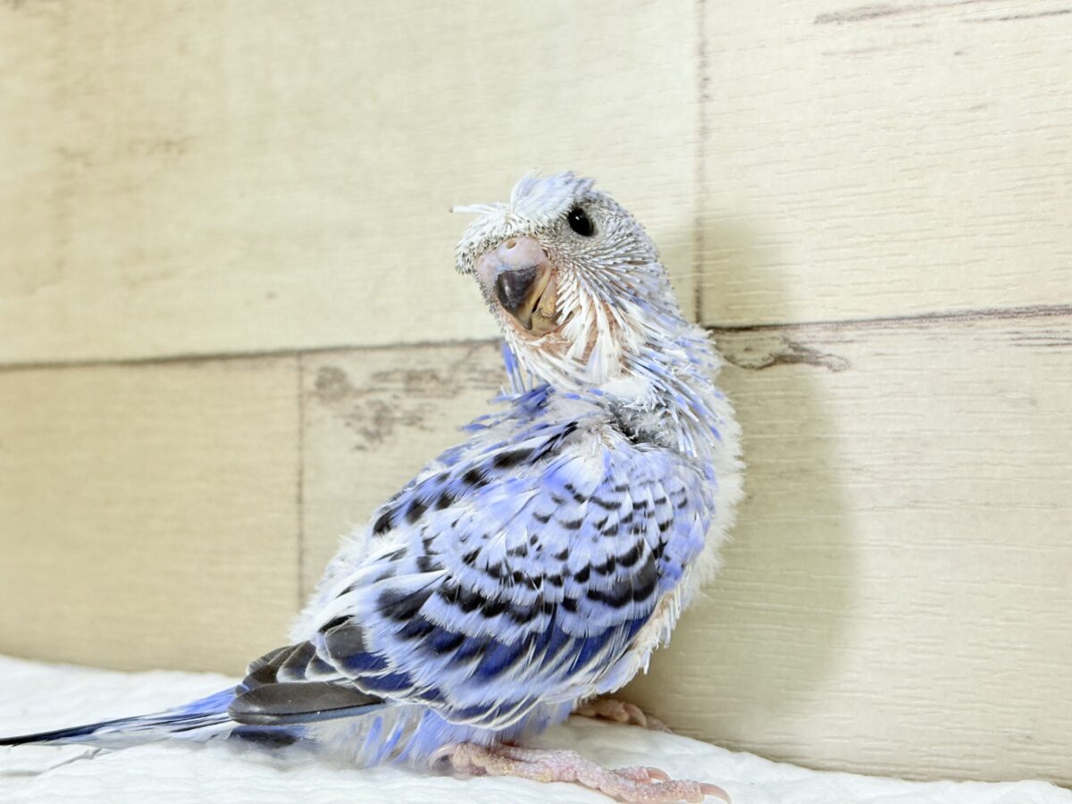 梵天セキセイインコ