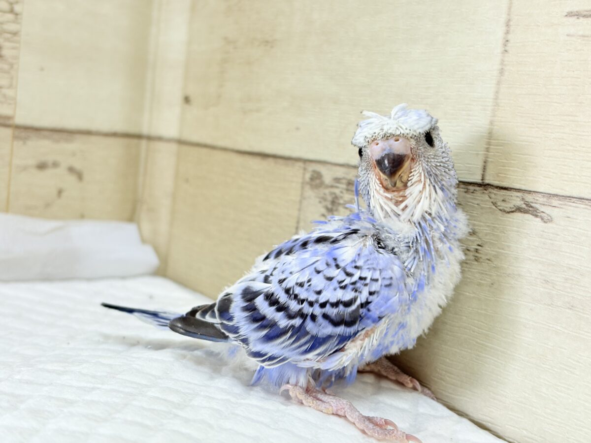 梵天セキセイインコ