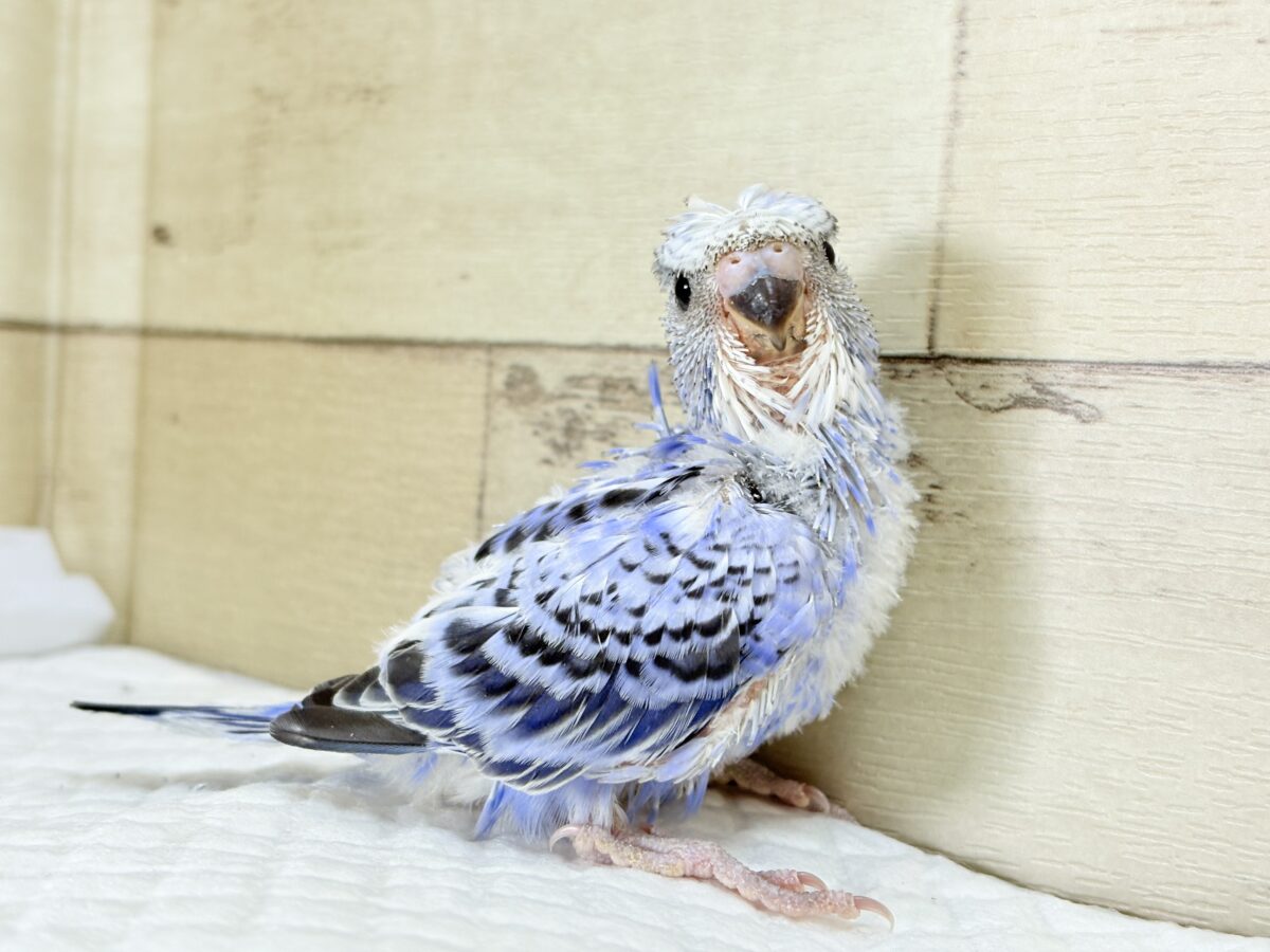 梵天セキセイインコ