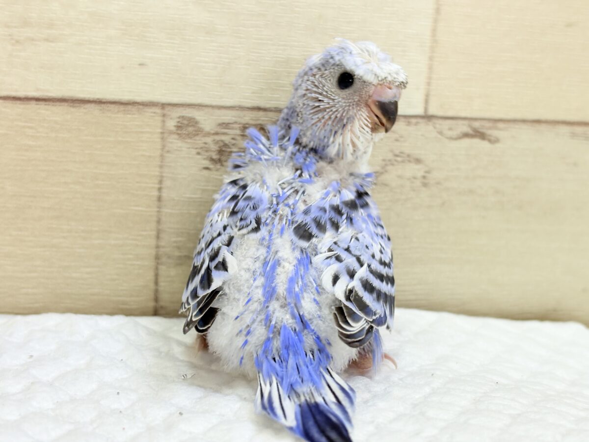 梵天セキセイインコ