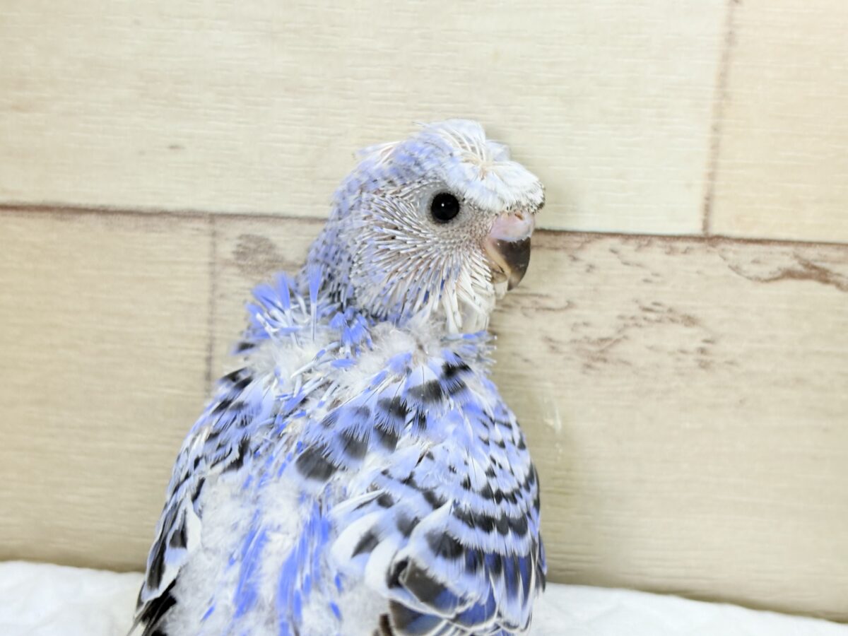 梵天セキセイインコ