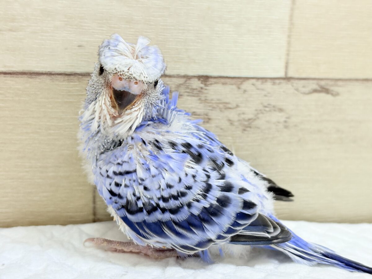 梵天セキセイインコ