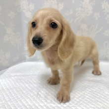 人が大好き❣️❣️ミニチュアダックスくん