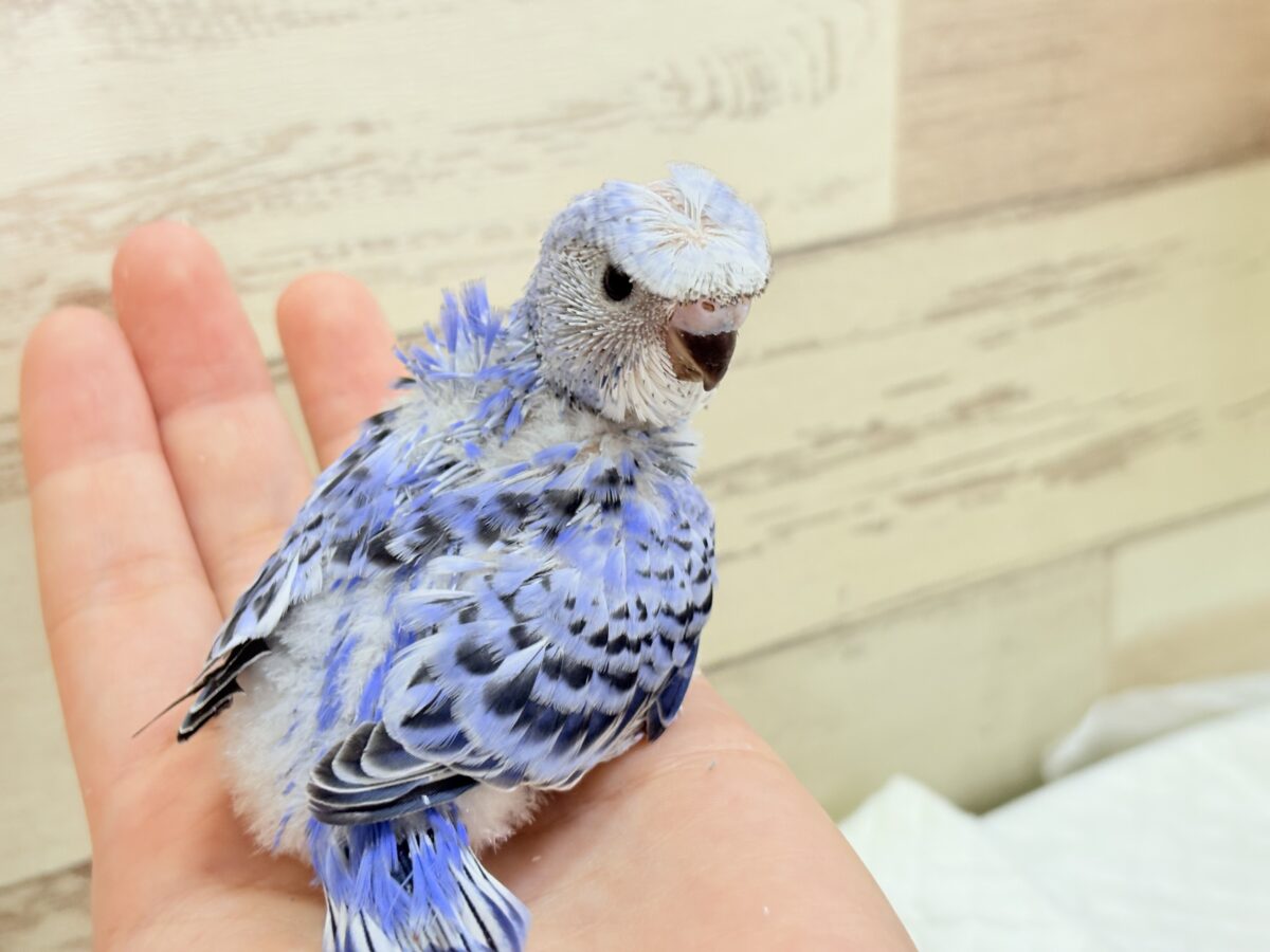 梵天セキセイインコ