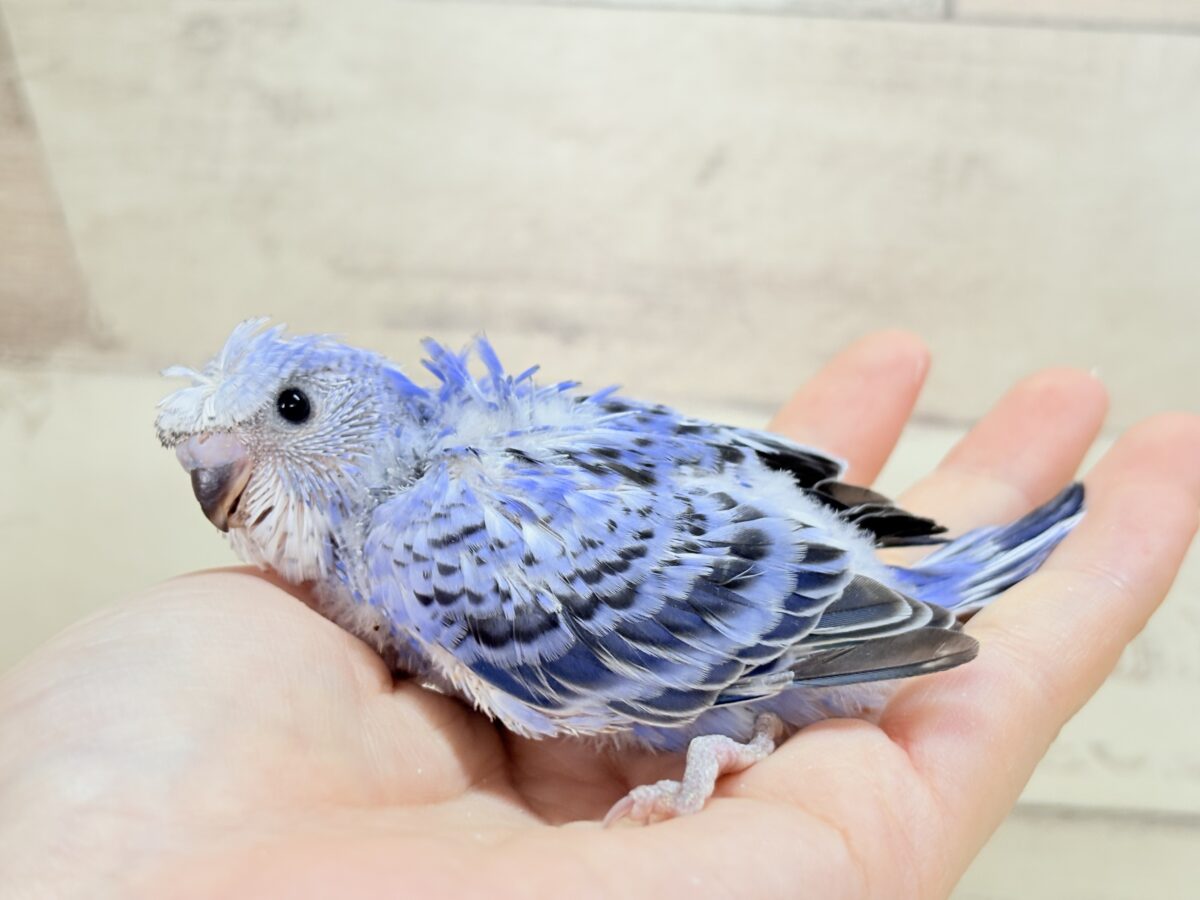 梵天セキセイインコ
