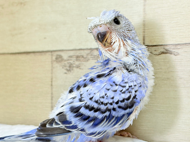 久々登場🐣🌀おカッパ頭がトレードマーク🪄梵天セキセイインコ(オパーリン) ヒナ