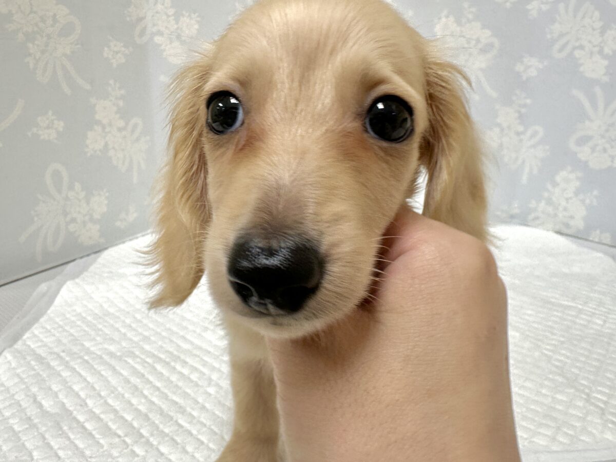 ミニチュアダックス