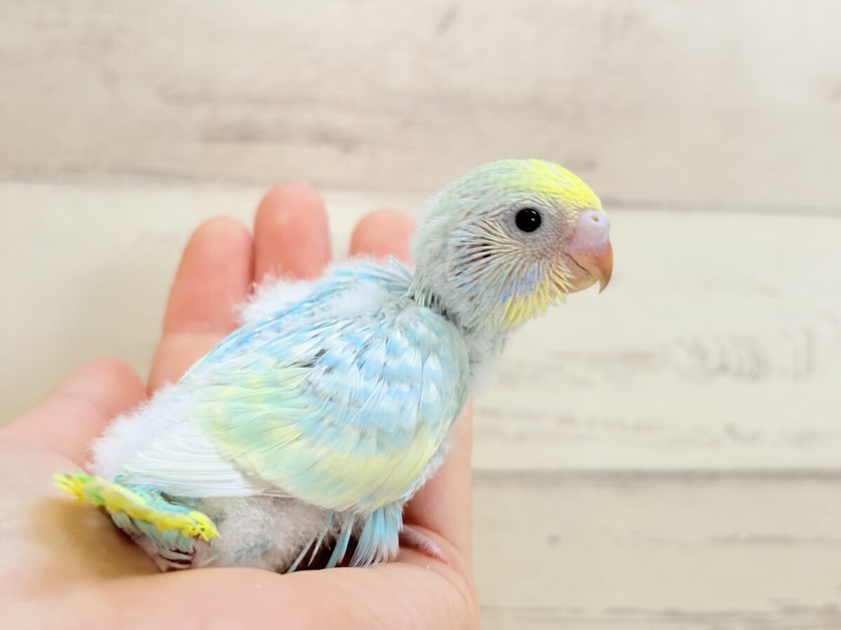 セキセイインコ