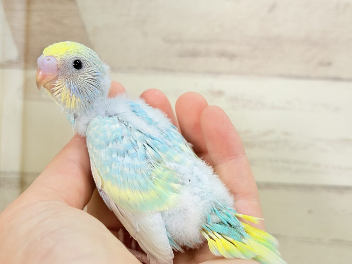 セキセイインコ